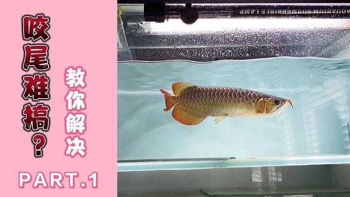 龍魚咬尾巴持續(xù)多久