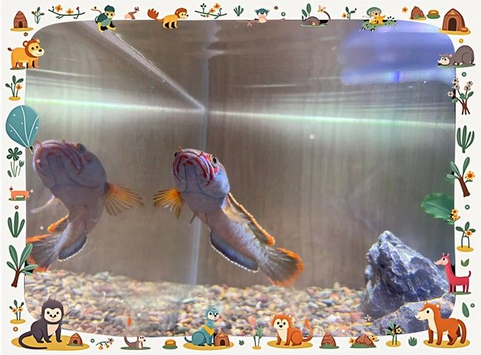 龍魚跳缸的原因有哪些圖片 龍魚跳缸的原因有哪些圖片 龍魚百科 第12張