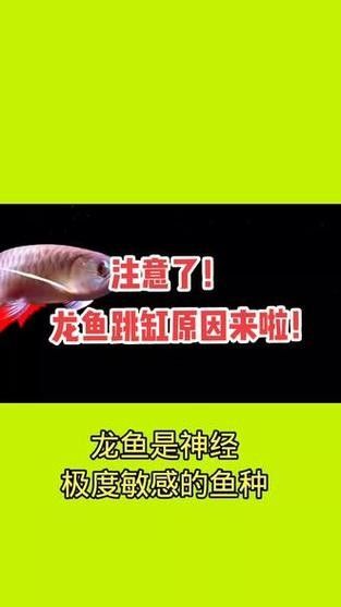 龍魚跳缸的原因有哪些圖片 龍魚跳缸的原因有哪些圖片 龍魚百科 第15張