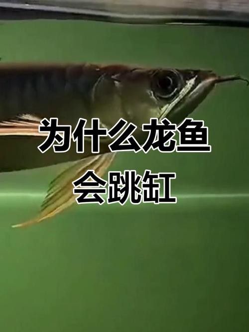 龍魚跳缸的原因有哪些圖片 龍魚跳缸的原因有哪些圖片 龍魚百科 第9張