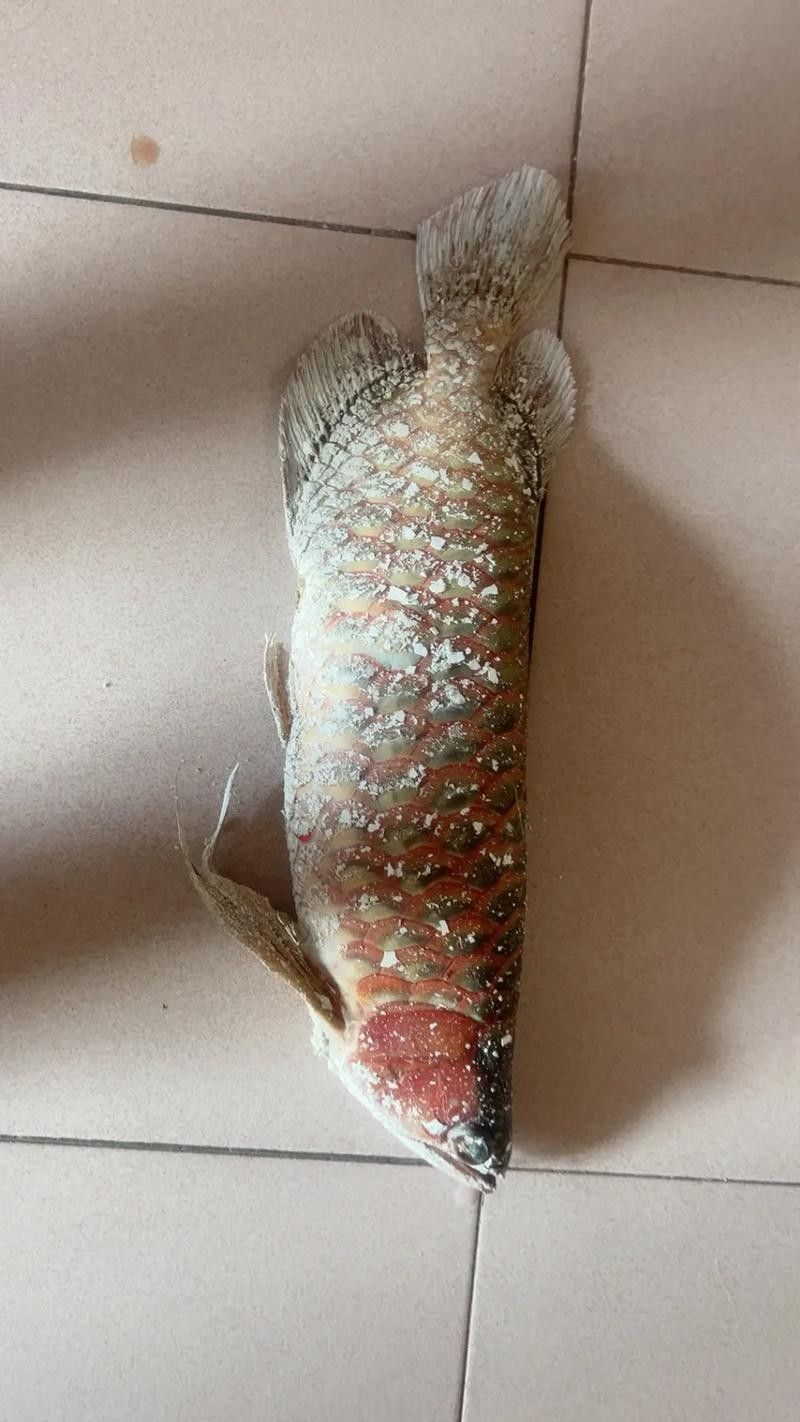 龍魚跳缸的原因有哪些圖片 龍魚跳缸的原因有哪些圖片 龍魚百科 第18張