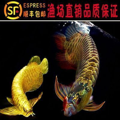 金龍魚寫真照片大全（關于金龍魚的寫真照片大全） 金龍魚寫真照片大全（關于金龍魚的寫真照片大全） 龍魚百科 第1張