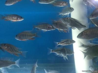 鄭州哪里賣龍魚多 鄭州哪里賣龍魚多 龍魚百科 第4張