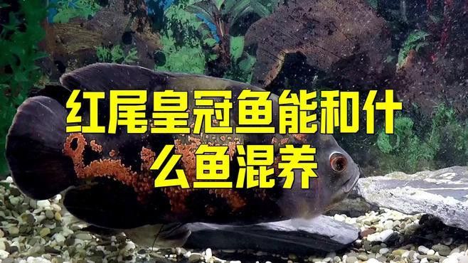 紅尾皇冠魚能和龍魚混養嗎圖片大全 紅尾皇冠魚能和龍魚混養嗎圖片大全 龍魚百科 第2張