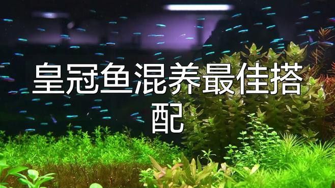 紅尾皇冠魚能和龍魚混養嗎圖片大全 紅尾皇冠魚能和龍魚混養嗎圖片大全 龍魚百科 第3張