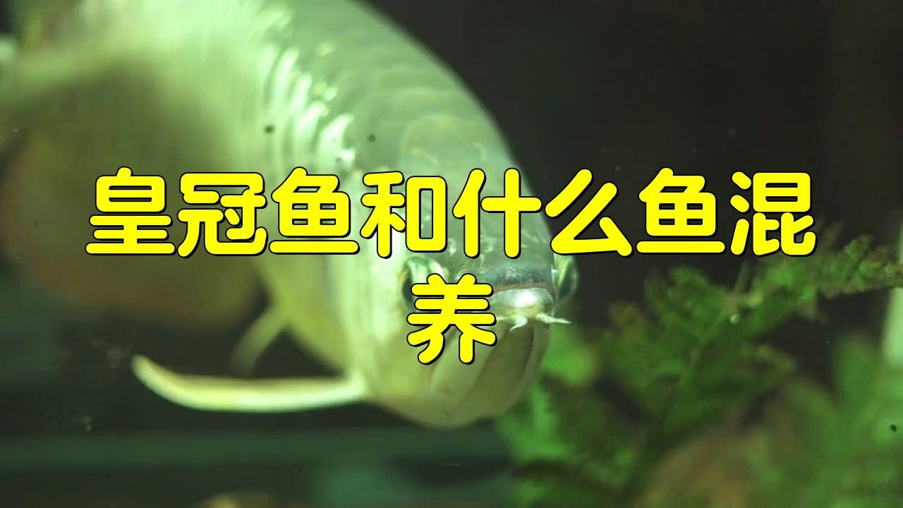 紅尾皇冠魚能和龍魚混養嗎圖片大全 紅尾皇冠魚能和龍魚混養嗎圖片大全 龍魚百科 第5張