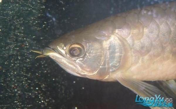 金龍魚甩頭張嘴怎么辦\"金龍魚甩頭張嘴怎么辦：\"金龍魚甩頭張嘴怎么辦\"