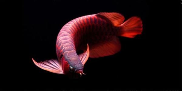 阿蓮卡死活不開口咋個辦 阿蓮卡死活不開口咋個辦 龍魚百科 第4張
