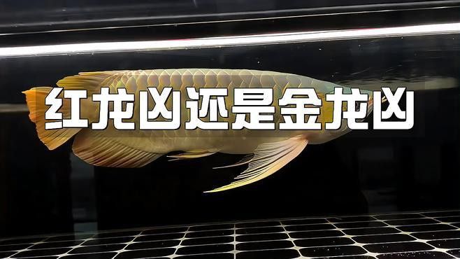 紅龍魚和金龍魚有什么區(qū)別？