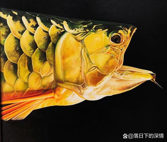 金龍魚圖片大全大圖壁紙高清