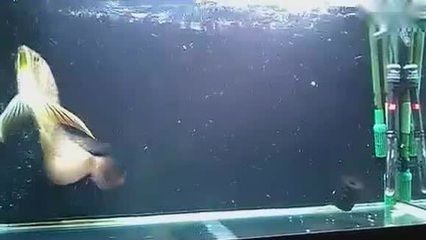 龍魚跳缸死亡預示著什么意思：龍魚跳缸死亡預示著什么意思龍魚跳缸死亡的預示意義