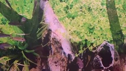 小龍魚長多大才開始進食呢：小龍魚在孵化后的一周后開始進食 小龍魚長多大才開始進食呢：小龍魚在孵化后的一周后開始進食 龍魚百科 第1張