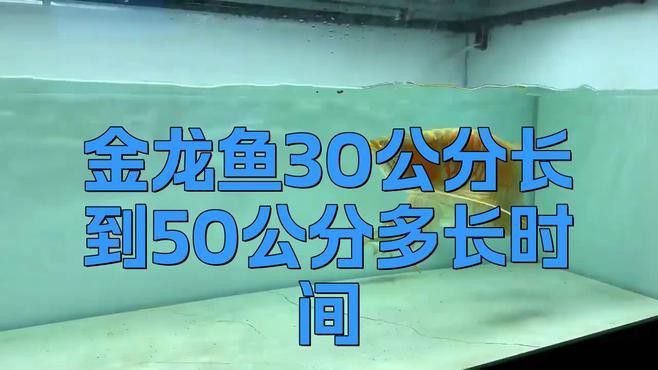 過背金龍魚多久能長到最大