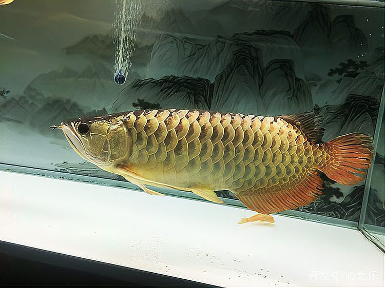 過背金龍魚多久能長到最大