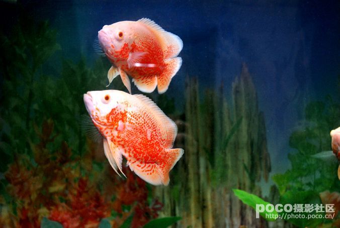 龍魚吃什么活體魚好：龍魚活體魚飼料及其特點