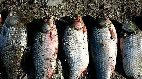 如何判斷魚類是否因疫病死亡？