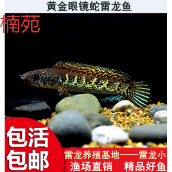 紅龍魚什么價格好養(yǎng)殖（紅龍魚什么價格好養(yǎng)殖呢）