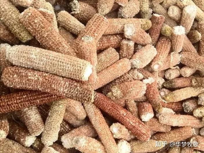 龍魚飼料品牌推薦知乎（2024年龍魚飼料十大品牌排行榜龍魚飼料品牌排行榜）