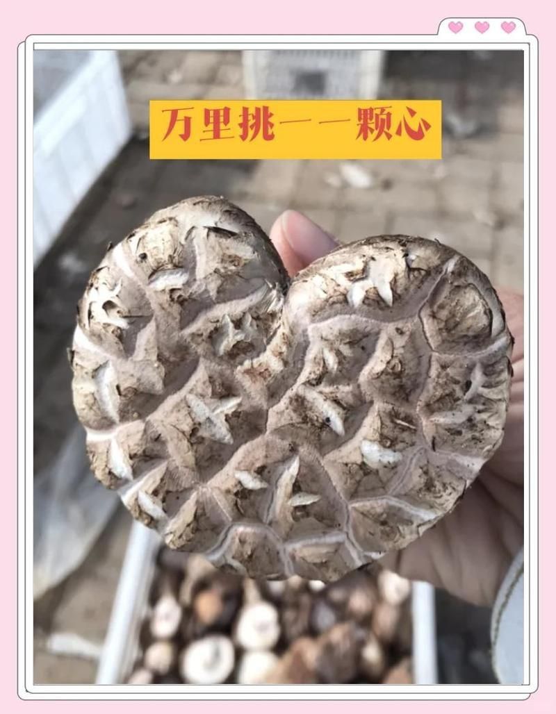 蘑菇玄學比喻什么人
