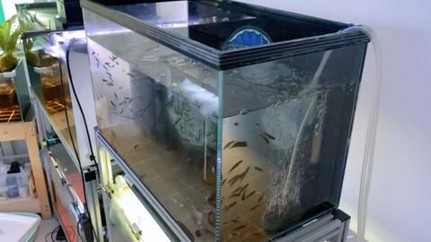 養雷龍魚魚缸怎么布景的：養雷龍魚的布景方法