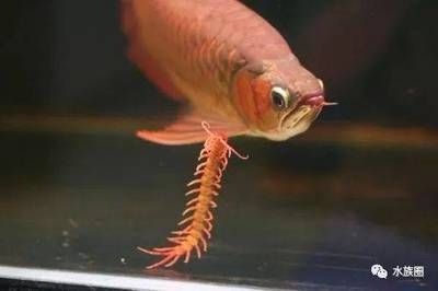 龍魚拒食三個月會死嗎龍魚拒食三個月會死嗎：龍魚拒食三個月會死嗎