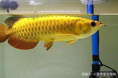龍魚的性情特點（導致龍魚暴躁的原因）