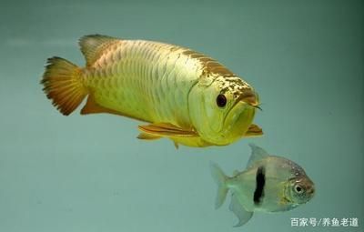 缺氧的龍魚怎么救活的（龍魚出現缺氧癥狀怎么辦）