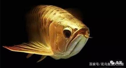 缺氧的龍魚怎么救活的（龍魚出現缺氧癥狀怎么辦）