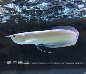 紅眼白子招財龍魚吃什么（如何自制紅眼白子招財龍魚飼料，紅眼白子招財龍魚肥胖預防方法）