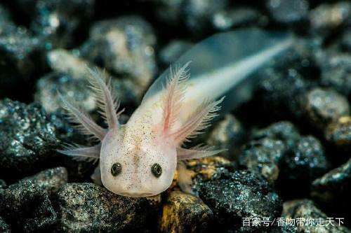 龍魚只在一個(gè)角呆著：龍魚為什么喜歡躲在缸角