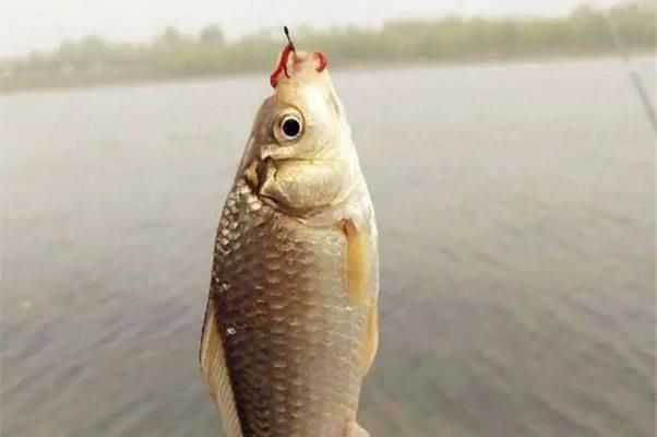 魟魚活餌與冷凍餌料對(duì)比：魟魚活餌和冷凍餌料各有優(yōu)缺點(diǎn)