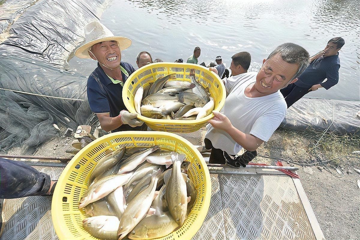 鱸魚為何被國(guó)家叫停