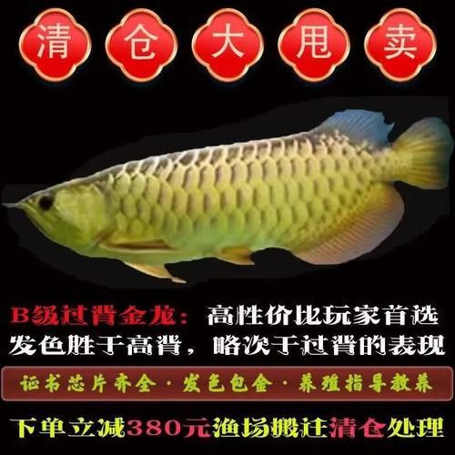 哪里可以購買到金龍魚幼苗？ 哪里可以購買到金龍魚幼苗？ 龍魚百科 第9張