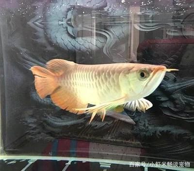 龍魚怎樣飼養才能養活（如何選擇龍魚飼料，龍魚缸內布置技巧） 龍魚怎樣飼養才能養活（如何選擇龍魚飼料，龍魚缸內布置技巧） 龍魚百科 第4張