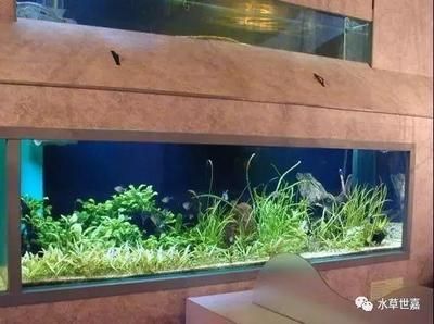 龍魚適合造景缸嗎：龍魚對魚缸的尺寸和造景設(shè)計有一定的要求，龍魚適合造景缸嗎