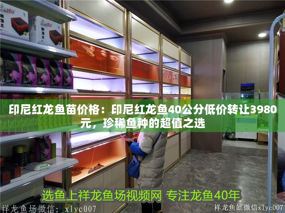 印尼紅龍魚苗價格：印尼紅龍魚40公分低價轉讓3980元，珍稀魚種的超值之選
