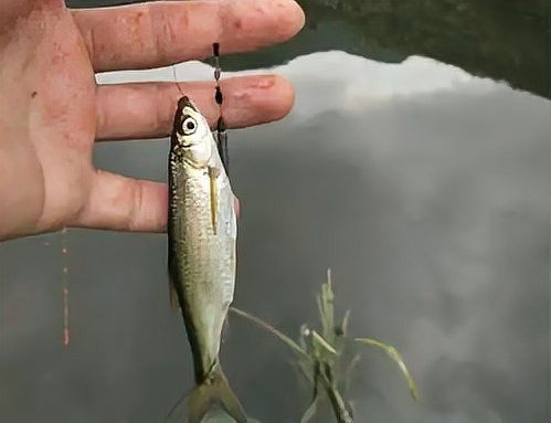 白龍魚的市場需求為何旺盛？