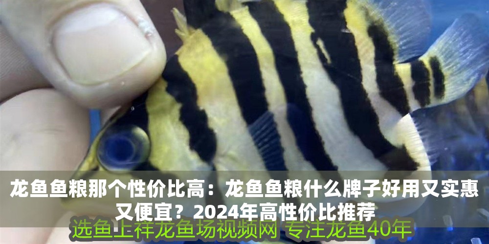 龍魚魚糧那個性價比高：龍魚魚糧什么牌子好用又實惠又便宜？2024年高性價比推薦