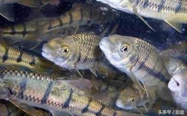 龍魚缸水泵要一直開著嗎：龍魚缸水泵是否應持續開啟