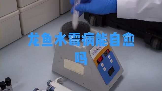如何預(yù)防龍魚長霉菌？ 如何預(yù)防龍魚長霉菌？ 龍魚百科 第3張
