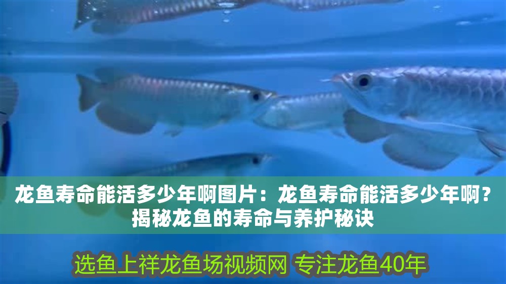 龍魚壽命能活多少年啊圖片：龍魚壽命能活多少年啊？揭秘龍魚的壽命與養護秘訣 龍魚壽命能活多少年啊圖片：龍魚壽命能活多少年啊？揭秘龍魚的壽命與養護秘訣 龍魚百科 第1張