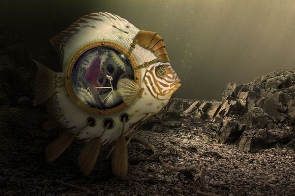 雷龍魚哪種最好看（被認為最好看的雷龍魚品種） 雷龍魚哪種最好看（被認為最好看的雷龍魚品種） 龍魚百科 第5張