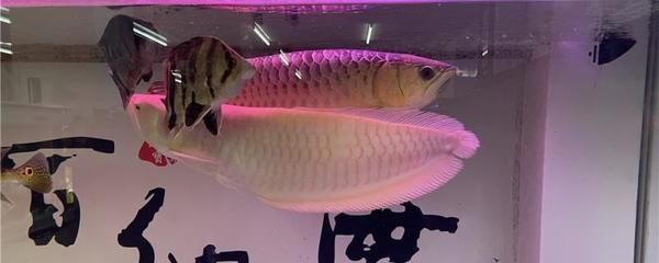 金龍魚光照用什么顏色的燈：養護金龍魚時需要注意的重要事項