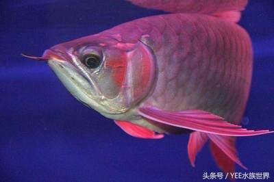 長期開燈龍魚會掉眼嗎：龍魚掉眼的原因是多方面的，長期開燈龍魚會掉眼嗎