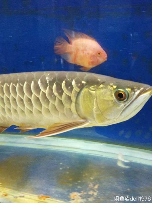 哪些金龍魚品種容易被烤色？