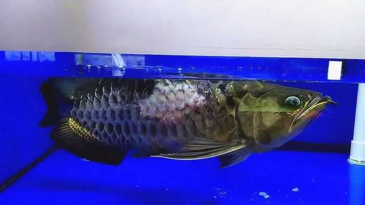 金龍魚鱗片變白吃什么藥：金龍魚鱗片發(fā)白怎么辦