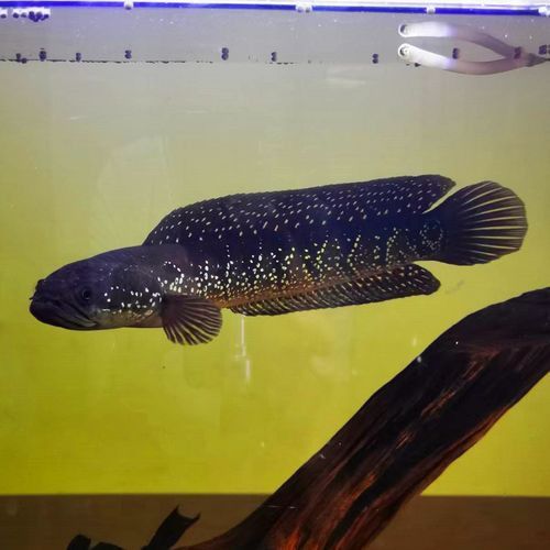 什么雷龍魚便宜又好看的品種