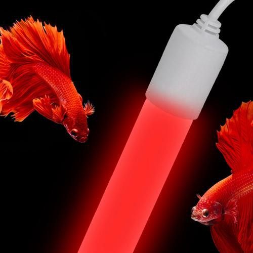 養(yǎng)金龍魚需要準備什么用品 養(yǎng)金龍魚需要準備什么用品 龍魚百科 第3張