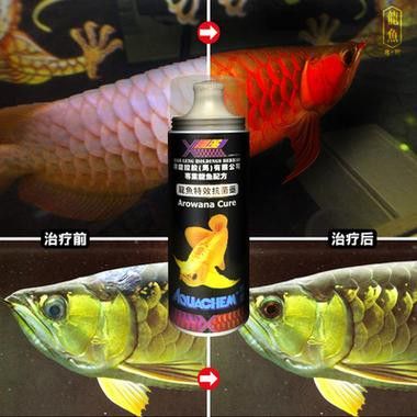 養(yǎng)金龍魚需要準備什么用品 龍魚百科 第10張 養(yǎng)金龍魚需要準備什么用品 養(yǎng)金龍魚需要準備什么用品 龍魚百科 第10張