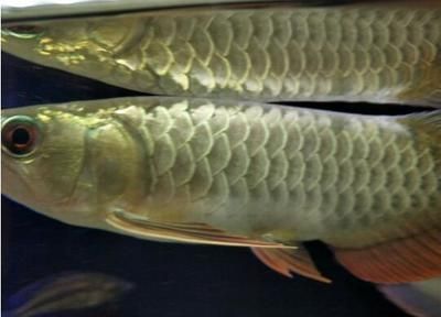 金龍魚雌雄分辨方法：金龍魚的雌雄分辨方法